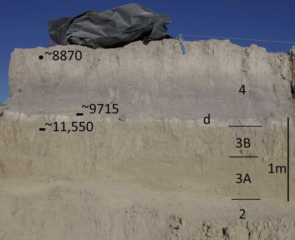 Figure 3. Stratigraphy at Locality 1 showing strata 2, 3, 4 (the white layer at the base of 4 is lacustrine diatomite (d) and the gray portion of 4 is marsh sediment), and key radiocarbon dates (C14 years) (rectangle = charcoal; circle = Succinid).