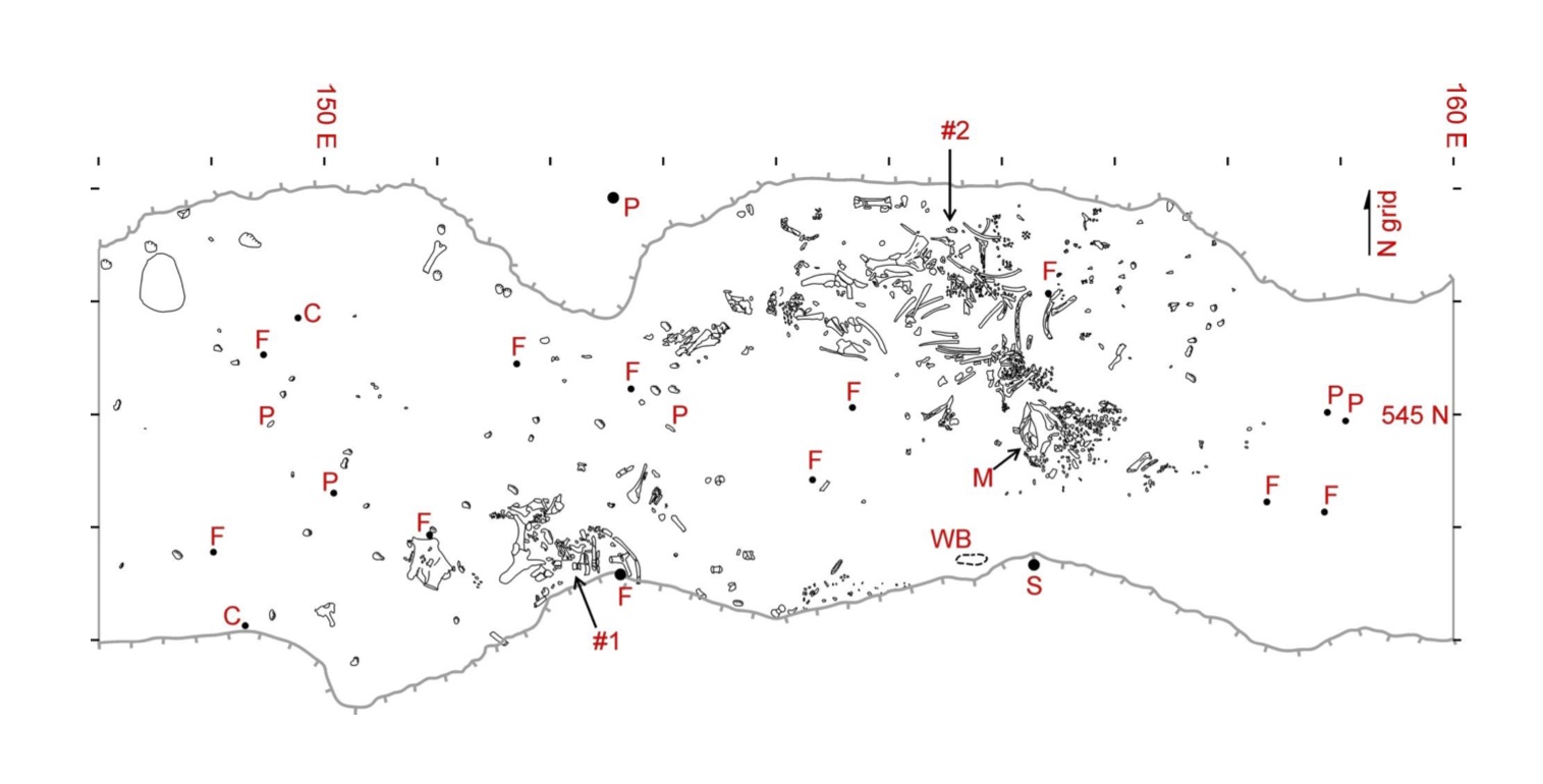 Figure 4. The upper bone bed in locality 1, showing bone concentrations 1 (#1) and 2 (#2), and highlighting the mandible (M). Also shown are key archaeological finds recovered in situ: C, charcoal; F, flake; P, projectile point; WB, worked bone with incised V.