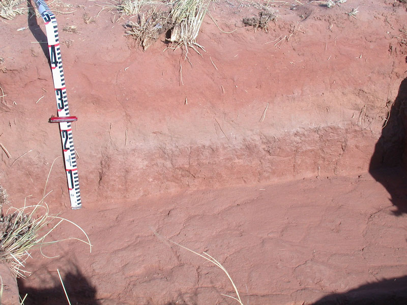 Stratigraphy exposed in the “swale” excavation.  The surface sand has a reddish brown Bw over a striking and unusual Bg horizon (the pale olive gray zone). The Btb has strong prismatic structure, which shows well in both the vertical and horizontal section exposed in the square. The Clovis assemblage comes from the upper Btb.
