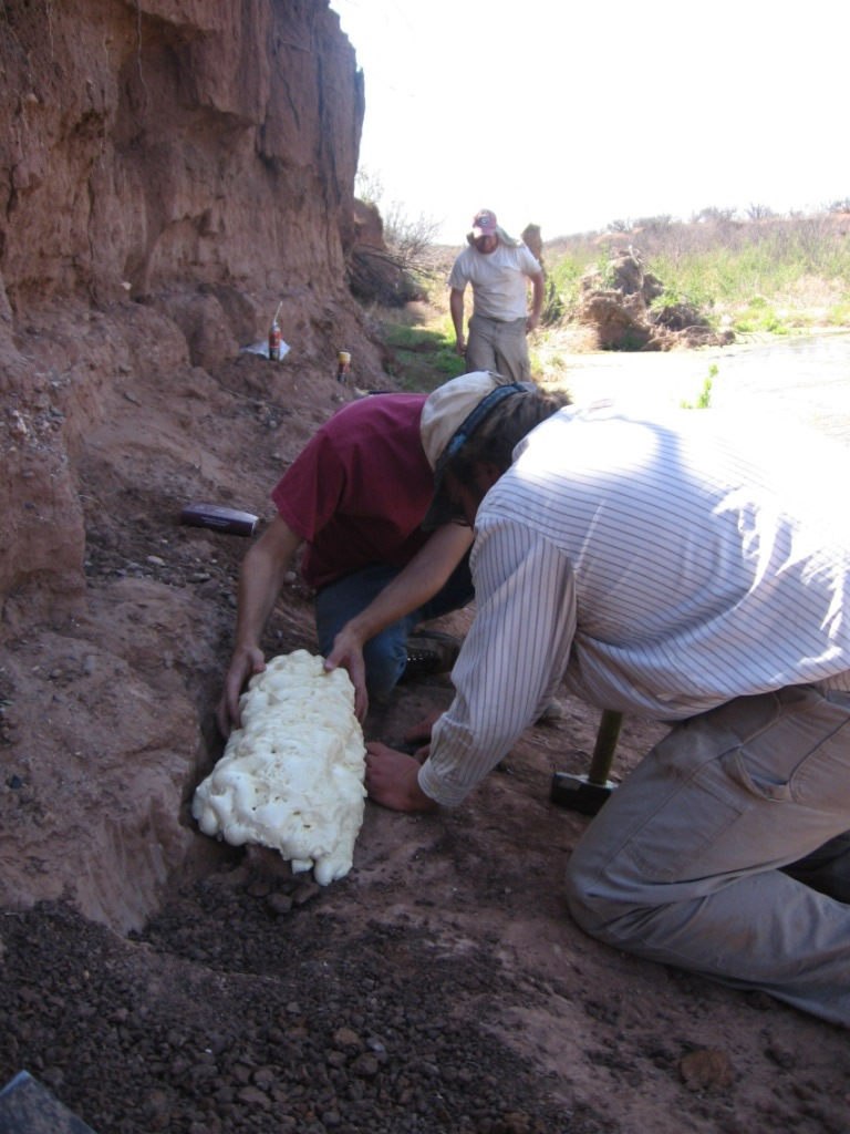 Testing of Clanton Draw mammoth, San Pedro Valley