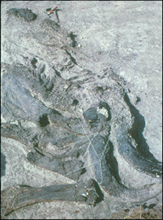 Excavated mammoth at Murray Springs. (C. V. Haynes)