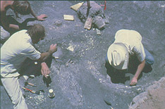 Excavation at Murray Springs. (C. V. Haynes)