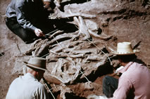 Excavations at the Naco site, 1952. The mammoth remains are being prepared for a plaster jacket (Arizona State Museum).