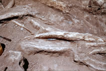A Clovis point in situ among mammoth bone at the Naco site, 1952 (Arizona State Museum).