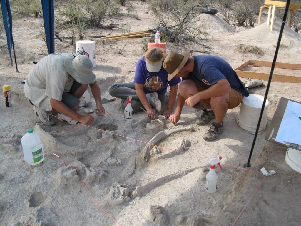 Recovering juvenile mammoth tibia, Turquoise Valley Locality, Naco, Arizona Preliminary exposure of Moson Wash mammoth, San Pedro Valley . Testing of Clanton Draw mammoth, San Pedro Valley